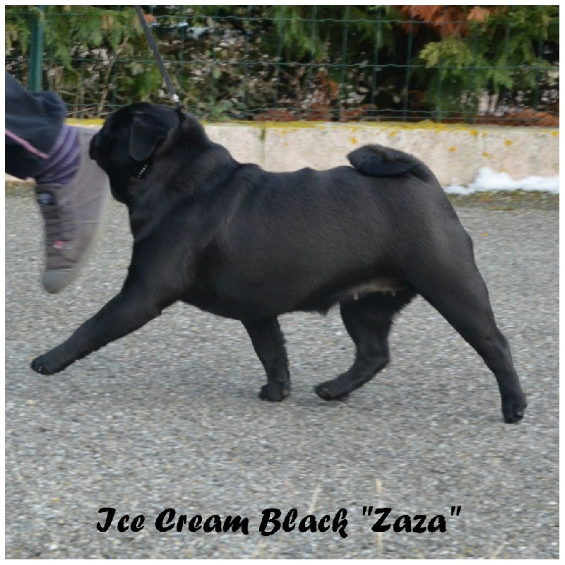 CH. Ice cream black zaza Du chevalier de saint maxime